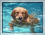 Aportujący, Basen, Pływający, Pies