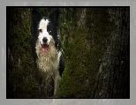 Pies, Border collie, Drzewo